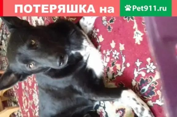 Пропала собака Восточно-сибирская лайка Арчик в Сосновском районе