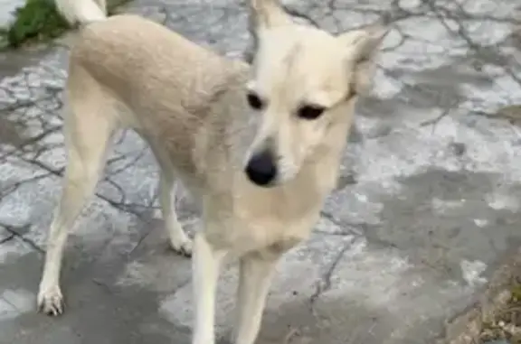 Пропала собака Умка в Софрино, ул. Ломоносова, вознаграждение.