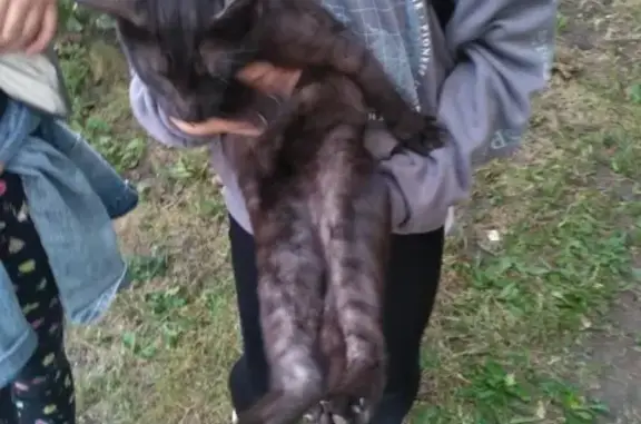 Молодой кот найден в Химках