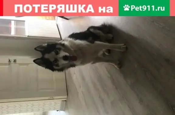 Пропала собака Хаски в Чехове, деревня Нижнее Пикалово