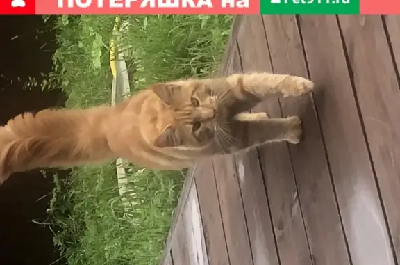 Пропал кот в Никольском, Солнечногорский район, КДП ЯБЛОЧНЫЙ