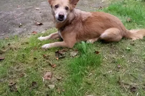 Пропала собака по Кличке Фунтик в поселке Минзаг, Московская область