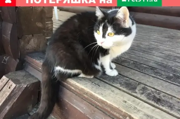 Пропала черно-белая кошка в Наро-Фоминске