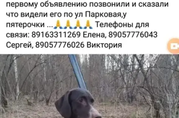 Пропала собака КУРЦХААР, Эдди, на улице Лаврентьева 21А