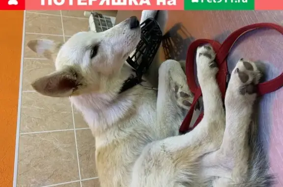Найдена собака в Москве, ищем новых хозяев