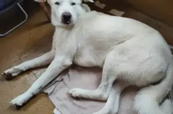 Найдена белая собака в поселке Заречный