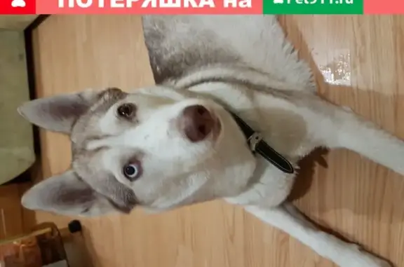 Найдена молодая собака Хаски в Краснодаре