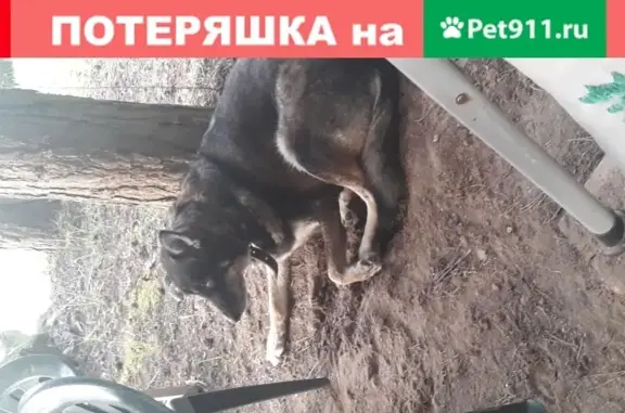 Пропала собака в деревне Федурново, Владимирская область