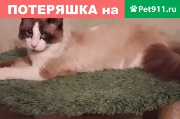 Кошки потеряшки, Санкт-Петербург, фото: Потеряшка кошка в Ленинградской обл, СНТ Урожай, возраст 3 года, голубые глаза, дефект на одном глазу.