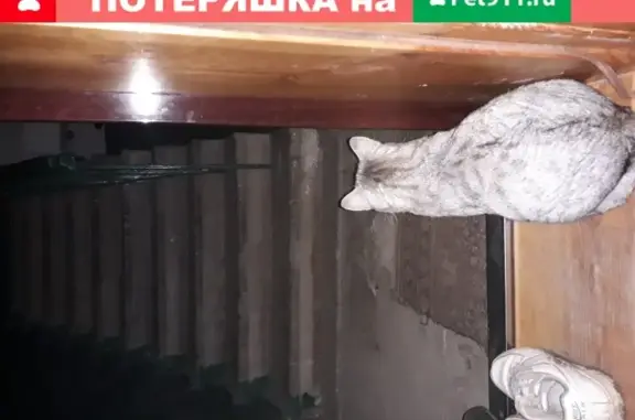 Пропала кошка в Петровске, ул. Московская, 80