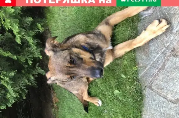Найдена рыжая собака в деревне Борзые