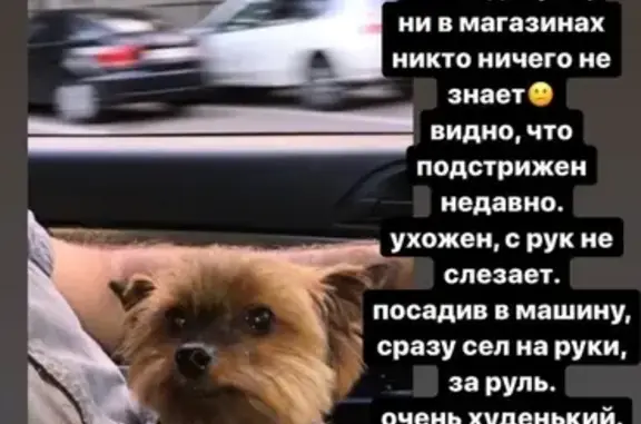Найдена собака на улице Васильцовский Стан, 9