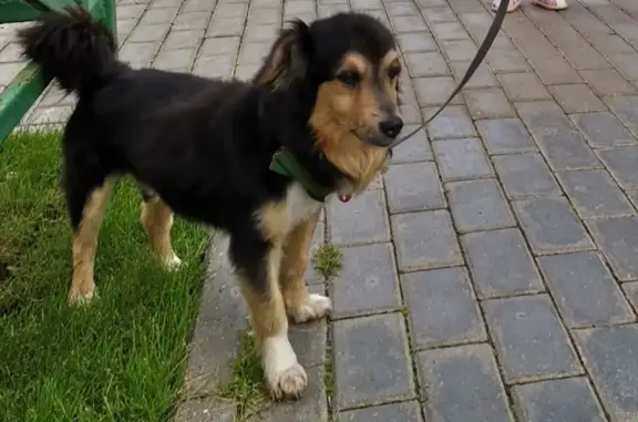 Пропала собака в Дятьково, ул. Качалова - Лаки, вознаграждение!