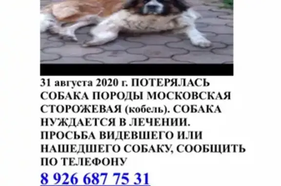 Пропала собака Московская сторожевая в Красной Пахре, Москва.