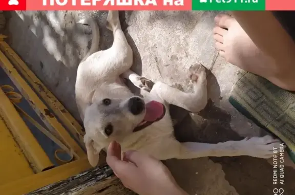 Найдена добрая собака на Верхоянской улице, Волгоград