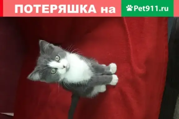 Пропала кошка Котёнок в Пензе на улице Рахманинова.