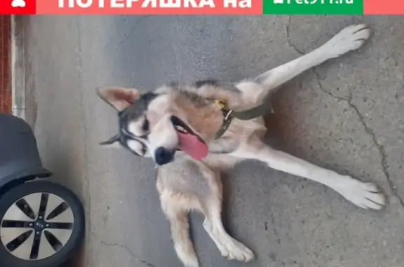 Найдена добрая собака на Базовской, 69