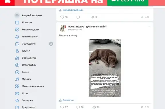 Пропала собака Пьер возле магазина Дикси в деревне Подосинки (Московская область)