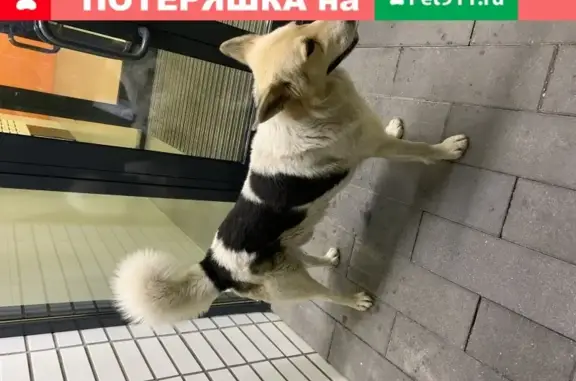 Крупная домашняя собака на Боровском шоссе