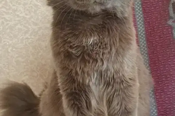 Пропала кошка Серый в Владикавказе, микрорайон Весна