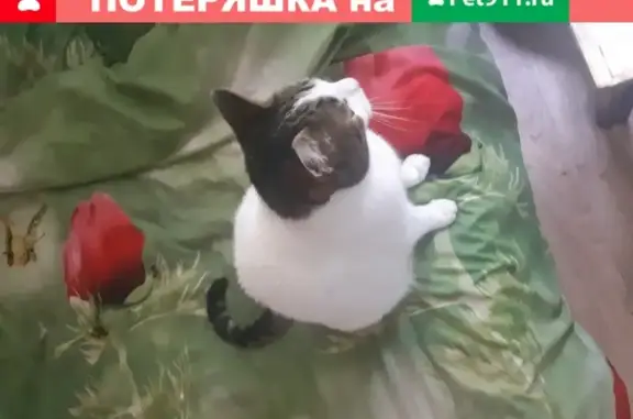 Найден ласковый кот на Путевом проезде в Москве