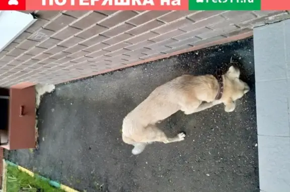 Потерявшаяся собака бежевого окраса в Звенигороде