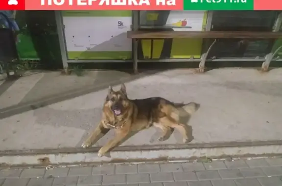 Найдена собака в Сколково, ждет хозяина (с фото)