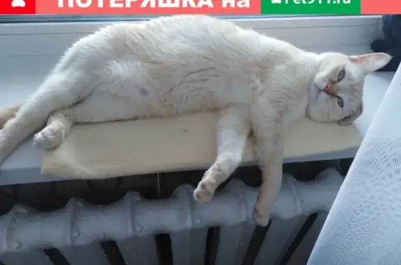 Кошки потеряшки, Смоленск, фото: Потеряшка бело-рыжая кошка в Смоленске