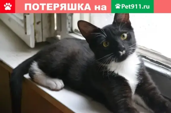 Пропала кошка в Ясенево, Новоясеневский проспект 16к1