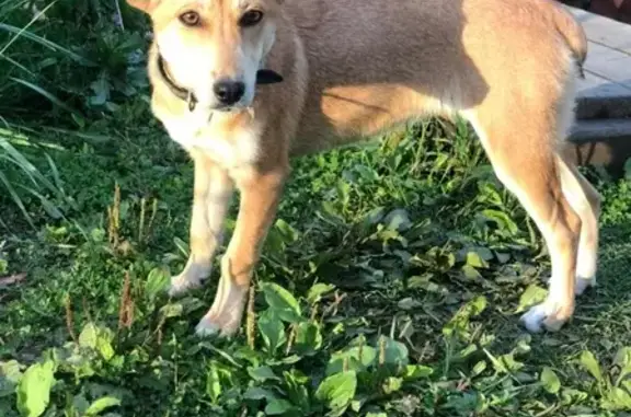 Найдена рыжая собака в СНТ Лесная Новь (Жургавань)
