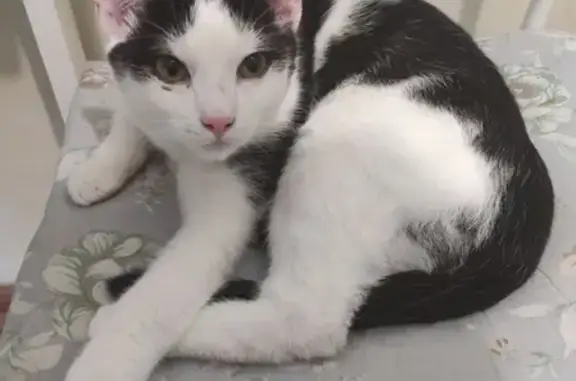 Пропала кошка на Болотниковской, найдена без номера