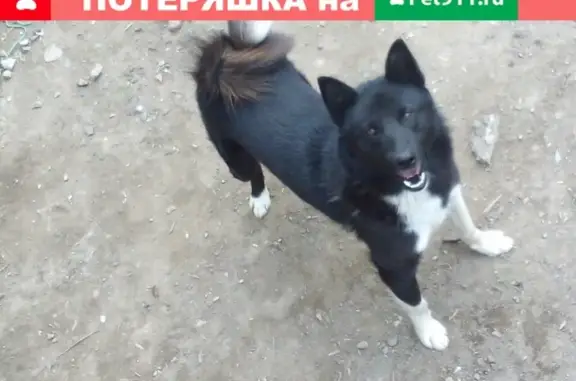 Пропала собака Черныш в Поздняково, Московская область
