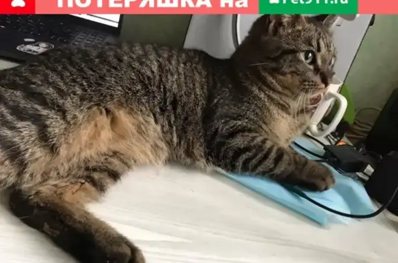 Найден кот на Тутаевском шоссе, ищем хозяев или передержку