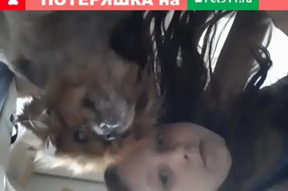 Собака Пекинес найдена на станции Лосиноостровская
