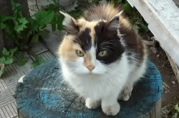 Найдена кошка на Бродокалмакском тракте