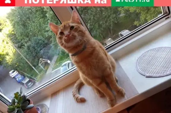 Пропал рыжий кот Кузя, Г. Москва, м. Юго-Западная/Озерная