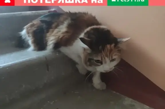 Кошка найдена в Краснодаре.