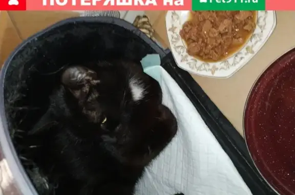 Найдена черная кошка в Подольске на ул. Акад. Доллежаля, 34