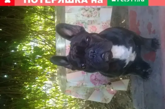 Пропала собака в Дедовске на ул. Дедовская