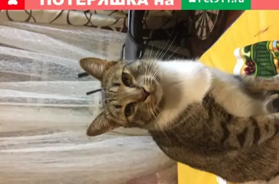 Пропала кошка Кот на Волгоградском проспекте.