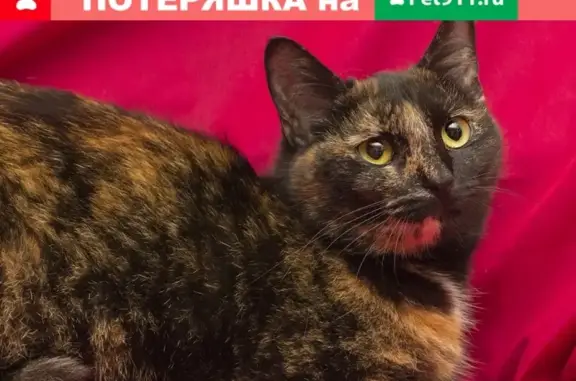 Пропала чёрно-рыжая кошка с Люблинской улицы