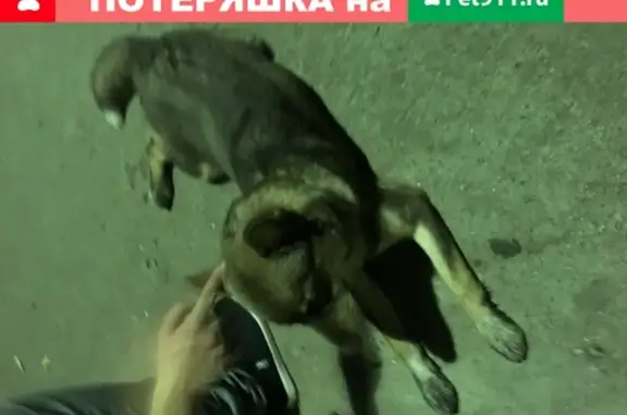 Собака найдена на улице Кудрявцева в Челябинске
