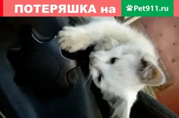 Пропал котенок в Москве, Путевой проезд