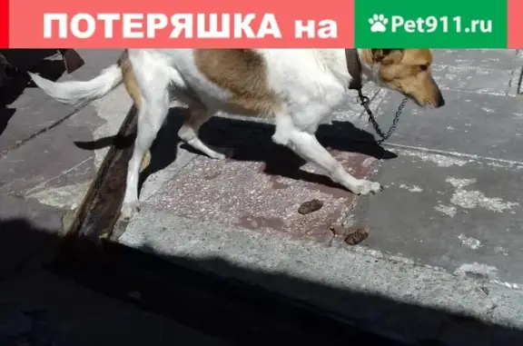 Пропала собака на улице Побежимова, 21