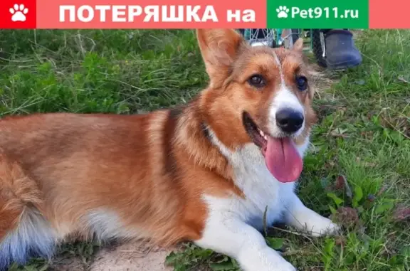 Пропала собака Корги на Алтуфьевском шоссе