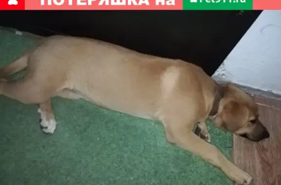 Собака Метис ищет дом в Москве.