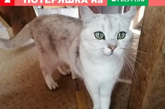 Умный Кот в сером ошейнике найден в Бородинском музее
