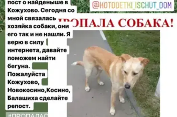 Пропала собака в Балашихе!