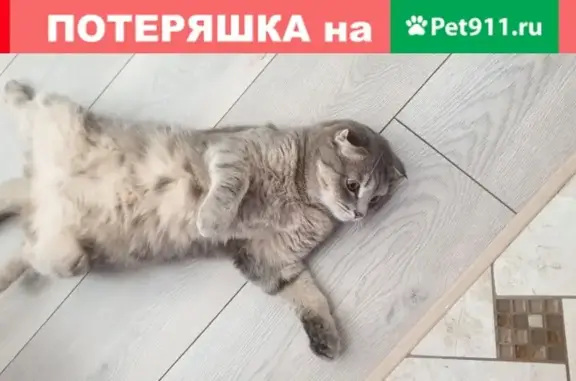 Пропала кошка Кузя в Одинцово на Белорусской улице.