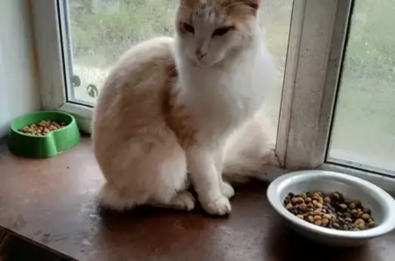 Найдена кошка на станции Власово, белого окраса.
